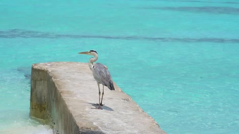 Vogel-Geht-Betonsteg-über-Blauem-Tropischem-Wasser-Hinunter,-Bevor-Er-Abhebt