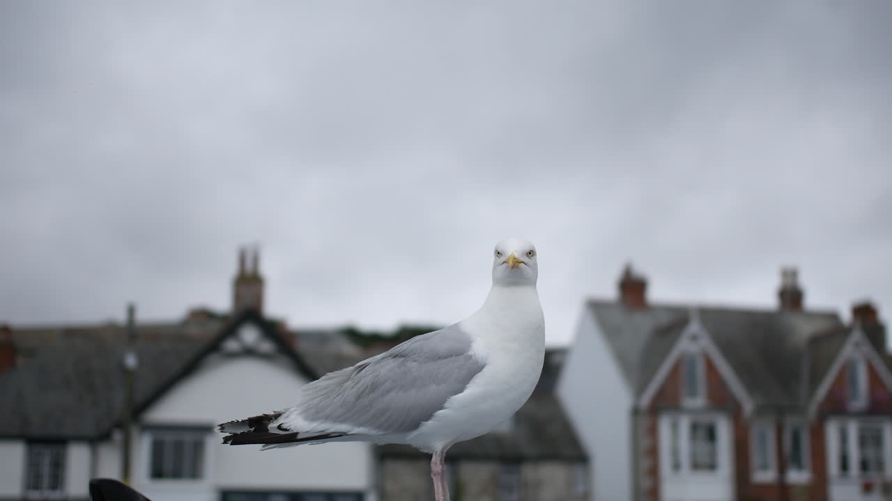 En måke som står på en stolpe i Padstow Cornwall i Storbritannia med blikket festet fremover, og tradisjonelle steinhus svakt uskarpe i den overskyede bakgrunnen