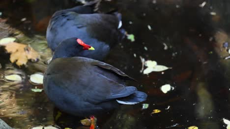 dusky moorhens interacting near water