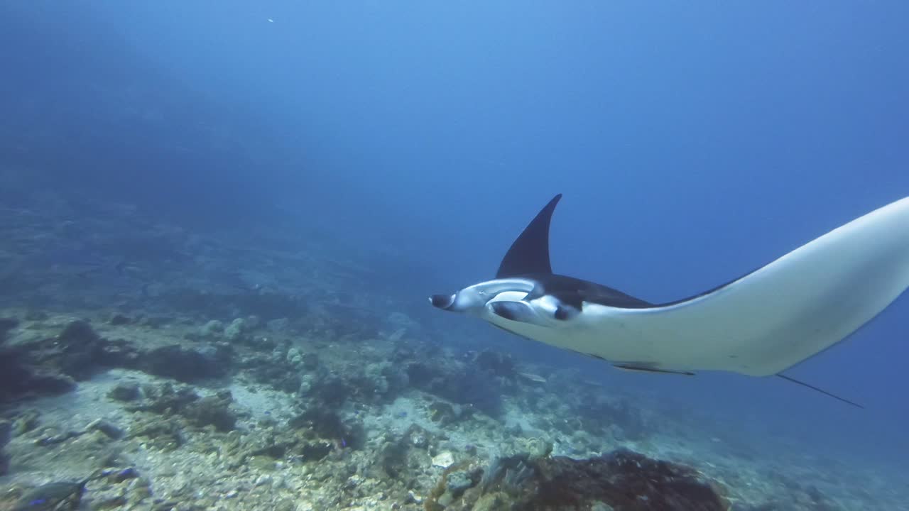 A close encounter with a Manta ray in very strong current