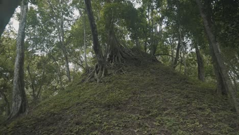 revealing shot of huge trees with exposed roots in the mountain