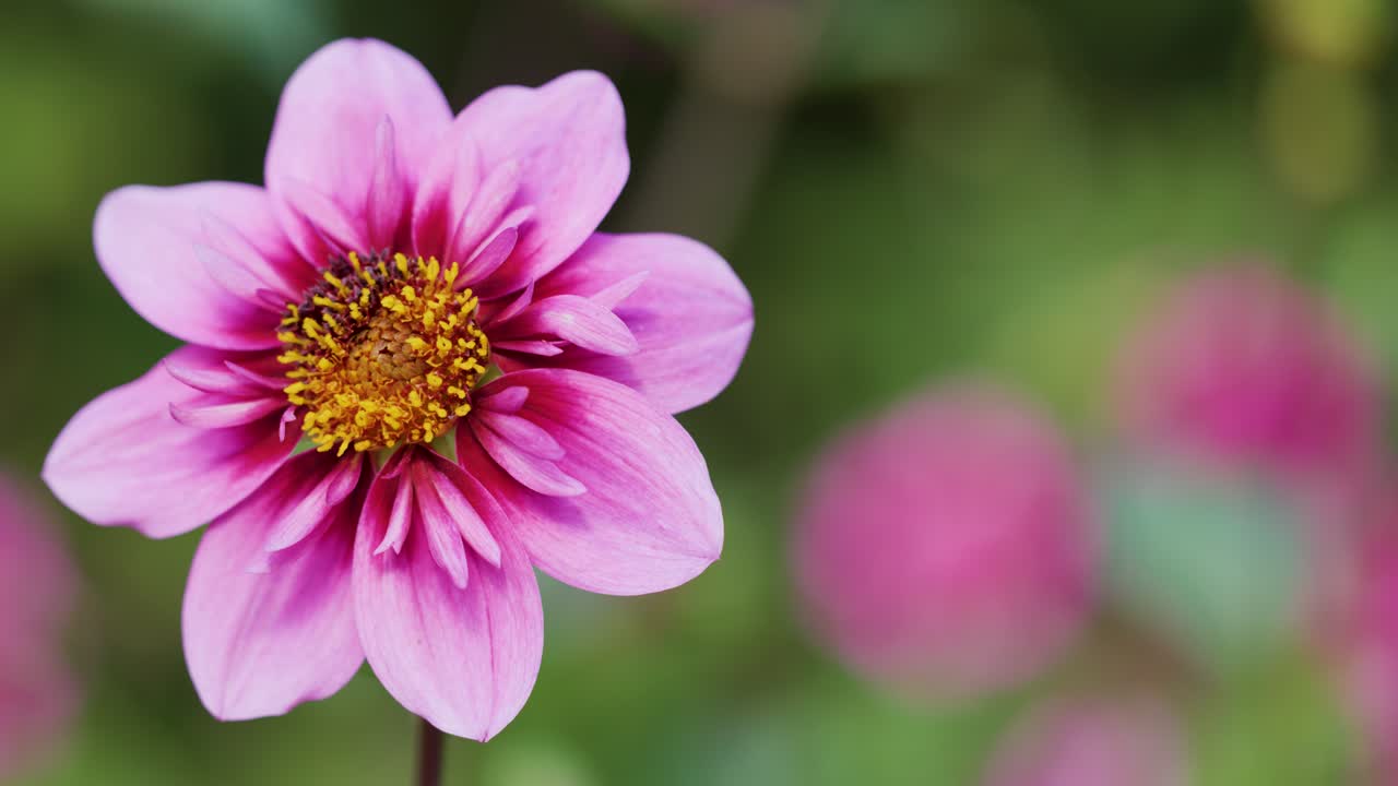 Single pink dahlia flower rotates slowly, sharp focus, blurred green background, natural daylight