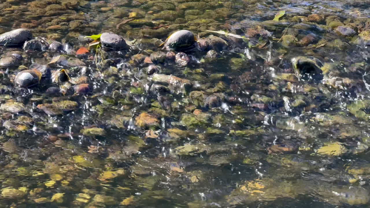 A shallowsection of the river Arrow flowing over a bed of pebbles in the Warwickshire countryside, England