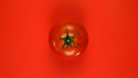 top view of slowly rotating red tomato on red background isolated.