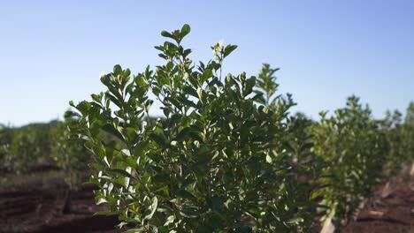 slow orbit right clip of tall yerba mate plant on plantation in argentina