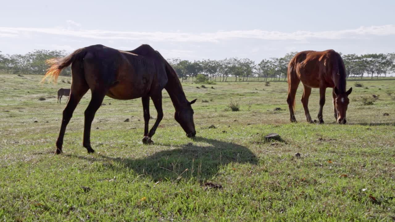los caballos comen hierba en un día soleado, primer plano, cámara lenta