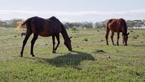 los caballos comen hierba en un día soleado, primer plano, cámara lenta