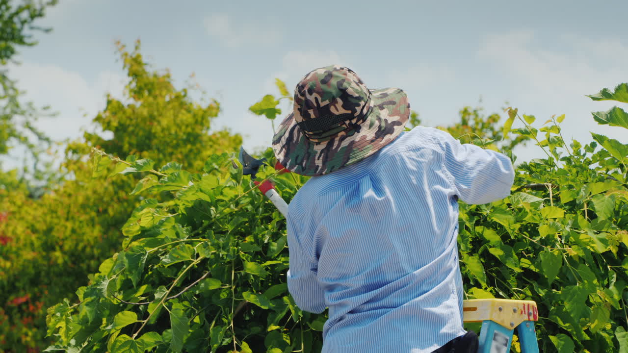 멕시코 남자는 접사다리에 서서 큰 전지가위로 나뭇가지를 자른다