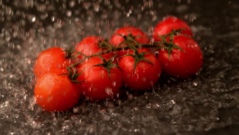 water raining on cherry tomatoes