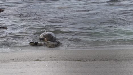 pregnant harbor seal in labor