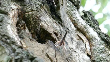 Two-hungry-baby-birds-hoopoes-stick-their-heads-out-of-the-nest-and-get-some-food-from-their-mother