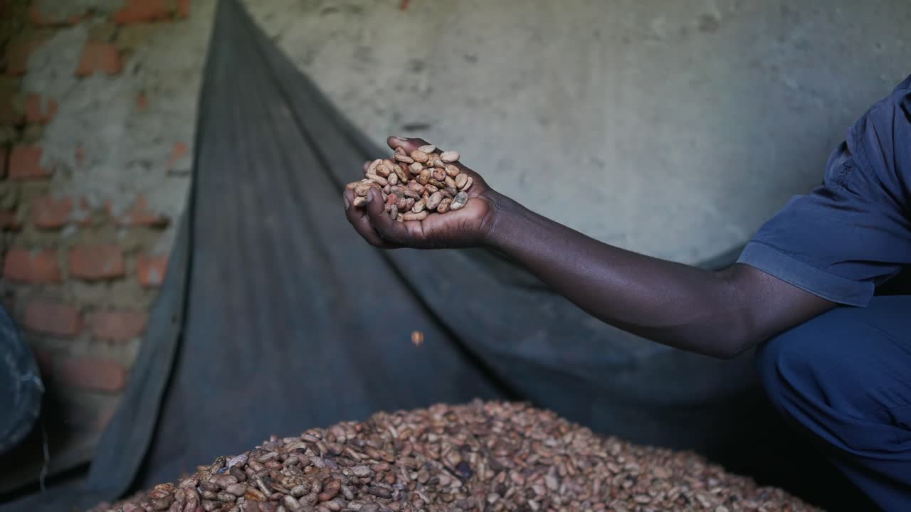Dry natural cocoa beans falling from a black African hand