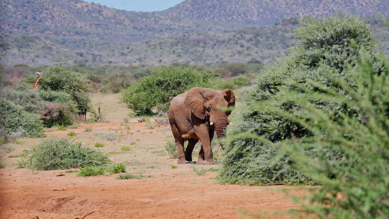 African Elephant in the Savanna