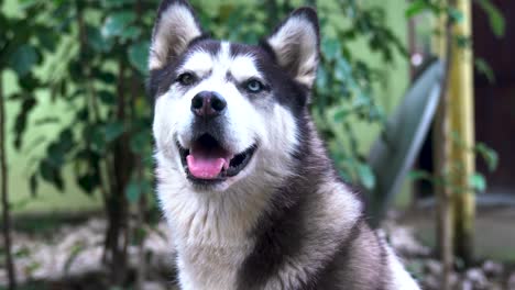 close-up of a dog's face, a husky with blue and brown eyes looks directly at the camera