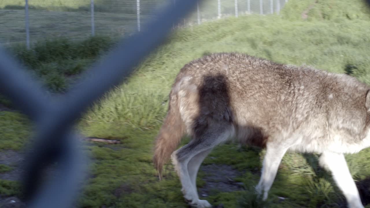 lobo caminando al otro lado de una valla en un día soleado
