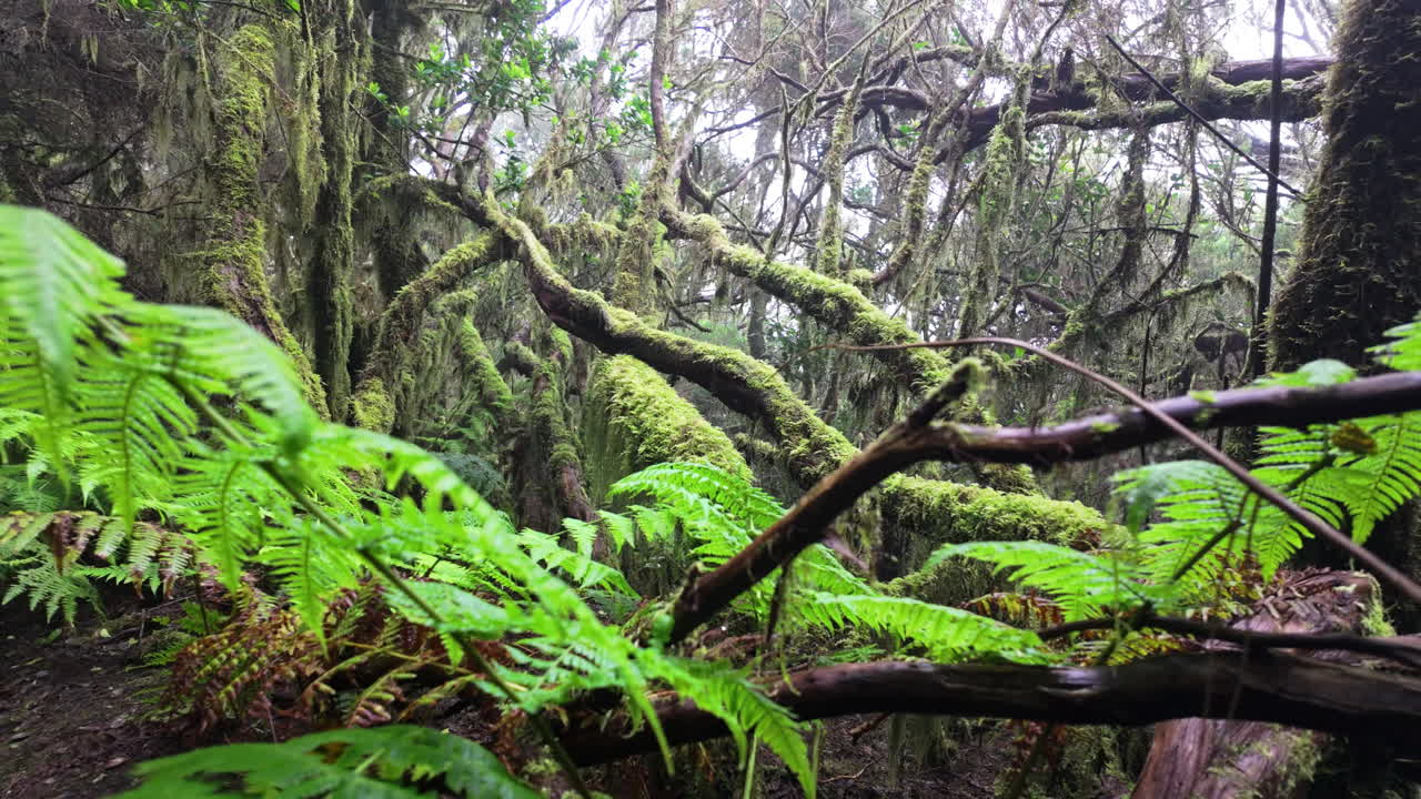 Lush green ferns and moss in Parque Rural de Anaga's forest landscape