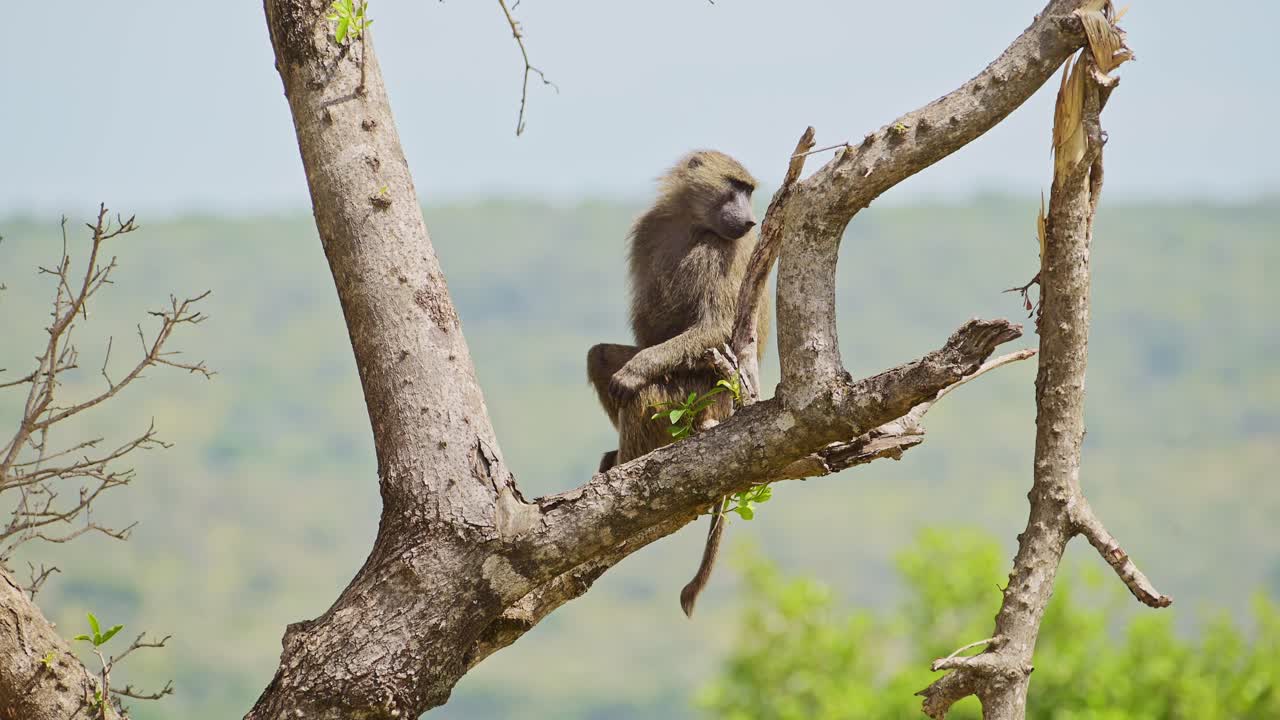 fotografía en cámara lenta de la vida silvestre africana en la reserva nacional de masai mara, importancia de la protección de los animales de safari de áfrica en kenia para ayudar a la conservación de la naturaleza en el área local, masai mara