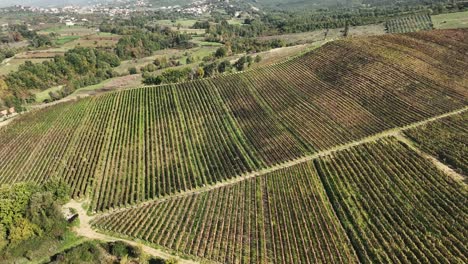 Großer-Weinberg-In-Der-Landschaft-Bereich-Erschossen