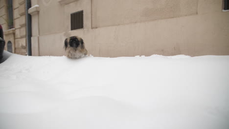 Lustiger-Hund,-Der-Im-Schnee-Läuft,-Pekinesische-Sau,-Bewegung,-Episch,-Montpellier,-Frankreich,-Verschneit