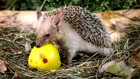 african hedgehog with apple