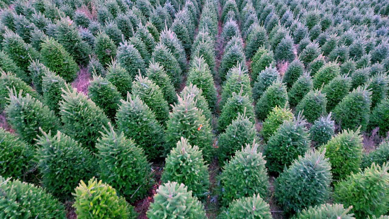 노스캐롤라이나 주 애쉬 카운티의 트리 농장에서 자라는 프레이저 전나무 크리스마스 트리의 낮은 항공 샷