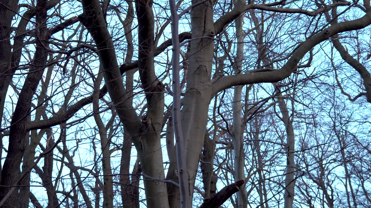 波蘭格丁尼亞科利布基冬季公園的藍天背景下裸露的森林風景