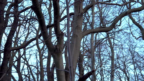 Paisaje-De-Bosques-Desnudos-Contra-El-Cielo-Azul-En-El-Parque-De-Invierno-De-Kolibki,-Gdynia-Polonia