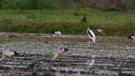 standing in the middle of the muddy paddy, turns its head to the right, other storks feed around