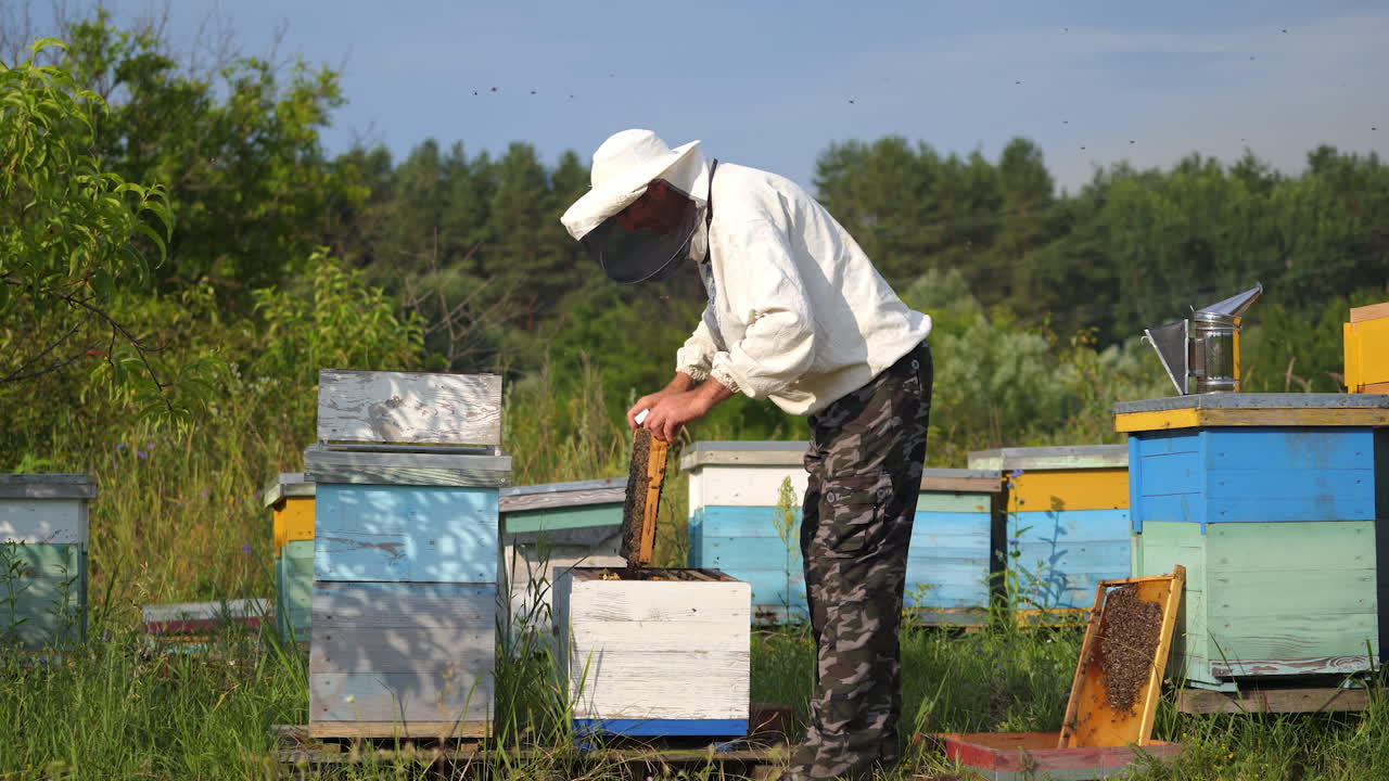 The beekeeper is holding a honey cell with bees in hands. Colorful apiaries in fruit garden. Man dressed in protective hat with net. Apiculture.