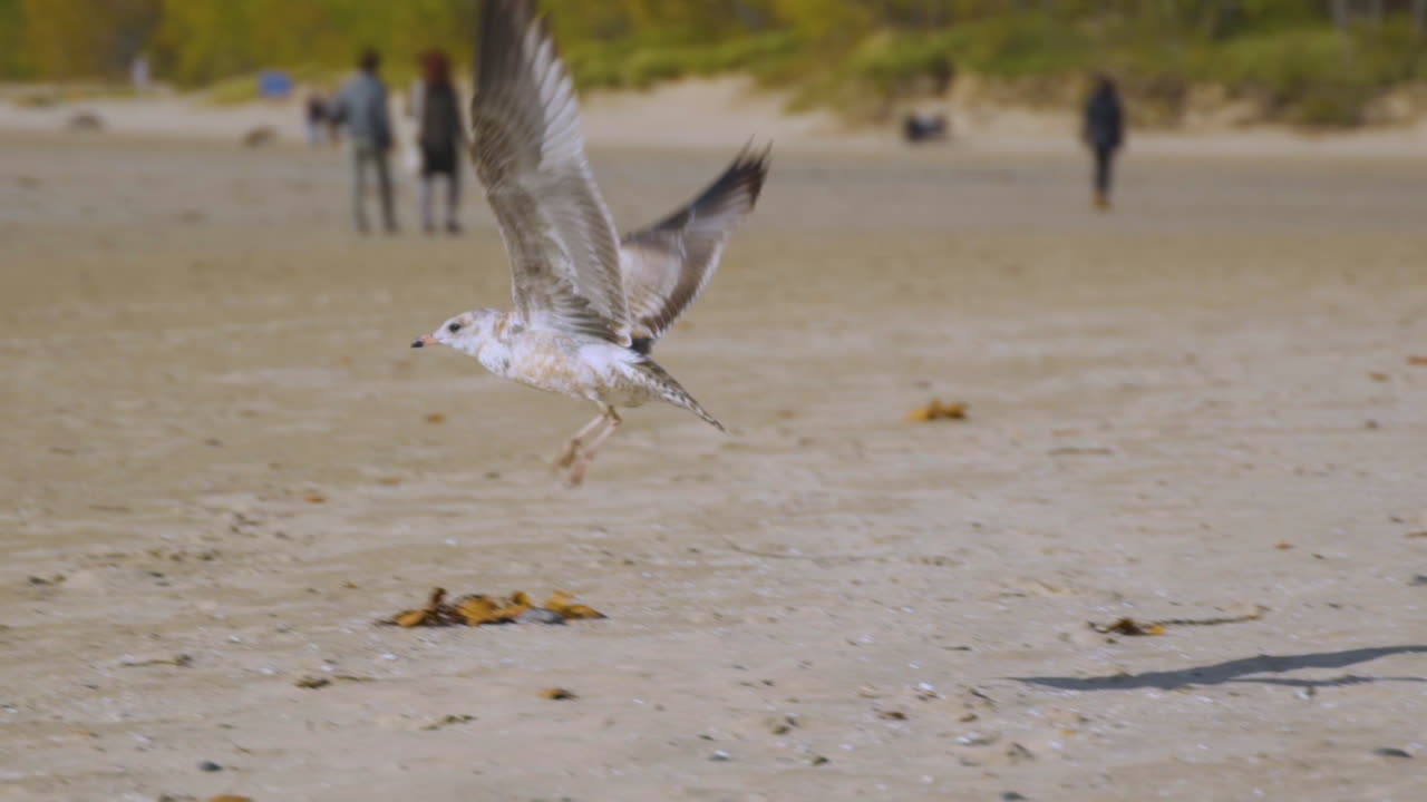 Gabbiano su una spiaggia che vola via. Slow motion.