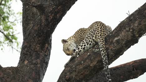 wide shot of a leopard sitting up in a tree grooming and cleaning its leg, greater kruger