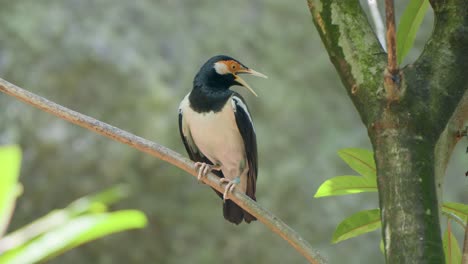 Estornino-Pinto-Asiático-Posado-En-La-Rama-De-Un-árbol-En-El-Safari-De-Bali-Y-El-Parque-Marino-En-Siangan