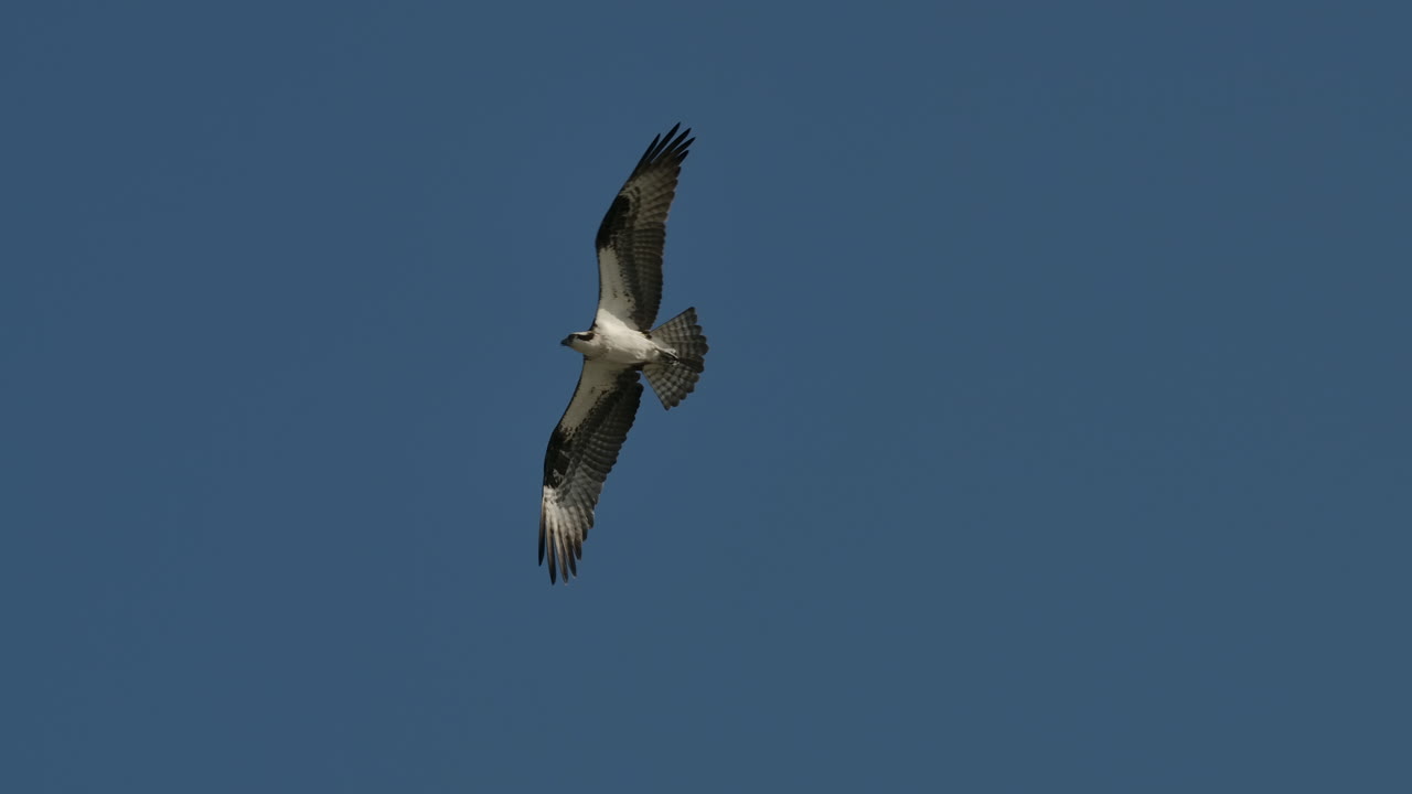 águila pescadora volando contra un cielo azul