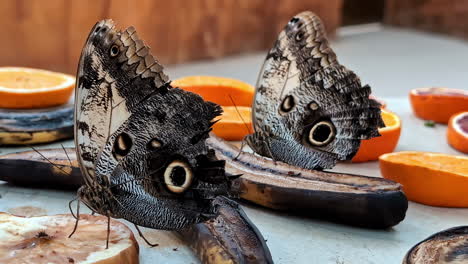 owl butterflies feeding on fruits in a botanical garden