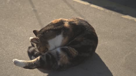 Gato-Callejero,-Acostado,-Lamiendo,-Limpiando,-4k-Uhd-Slowmo