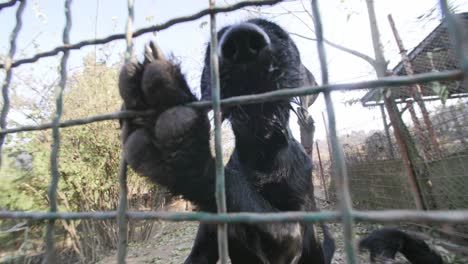 imágenes en cámara lenta de dos perros negros detrás de una valla que están metiendo sus narices a través y tratando de llegar a la cámara