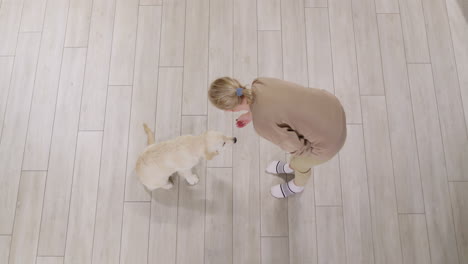 woman training a golden retriever puppy, top view