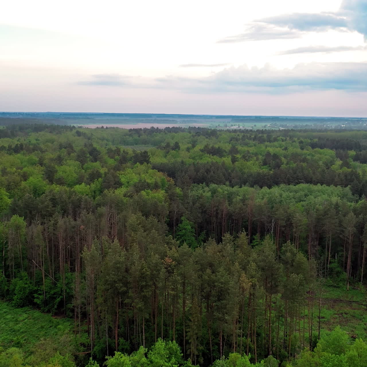 Beautiful landscape of natural background of green trees in the forest. Bird's flight view of the tops of trees in summer. Camera moves forward.
