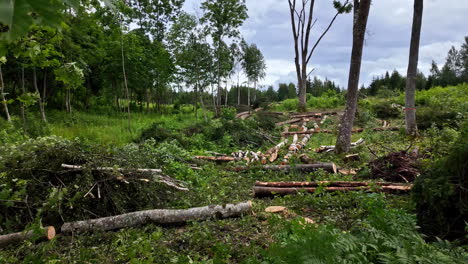 cut log of trees kept idle at rainforest on a cloudy day