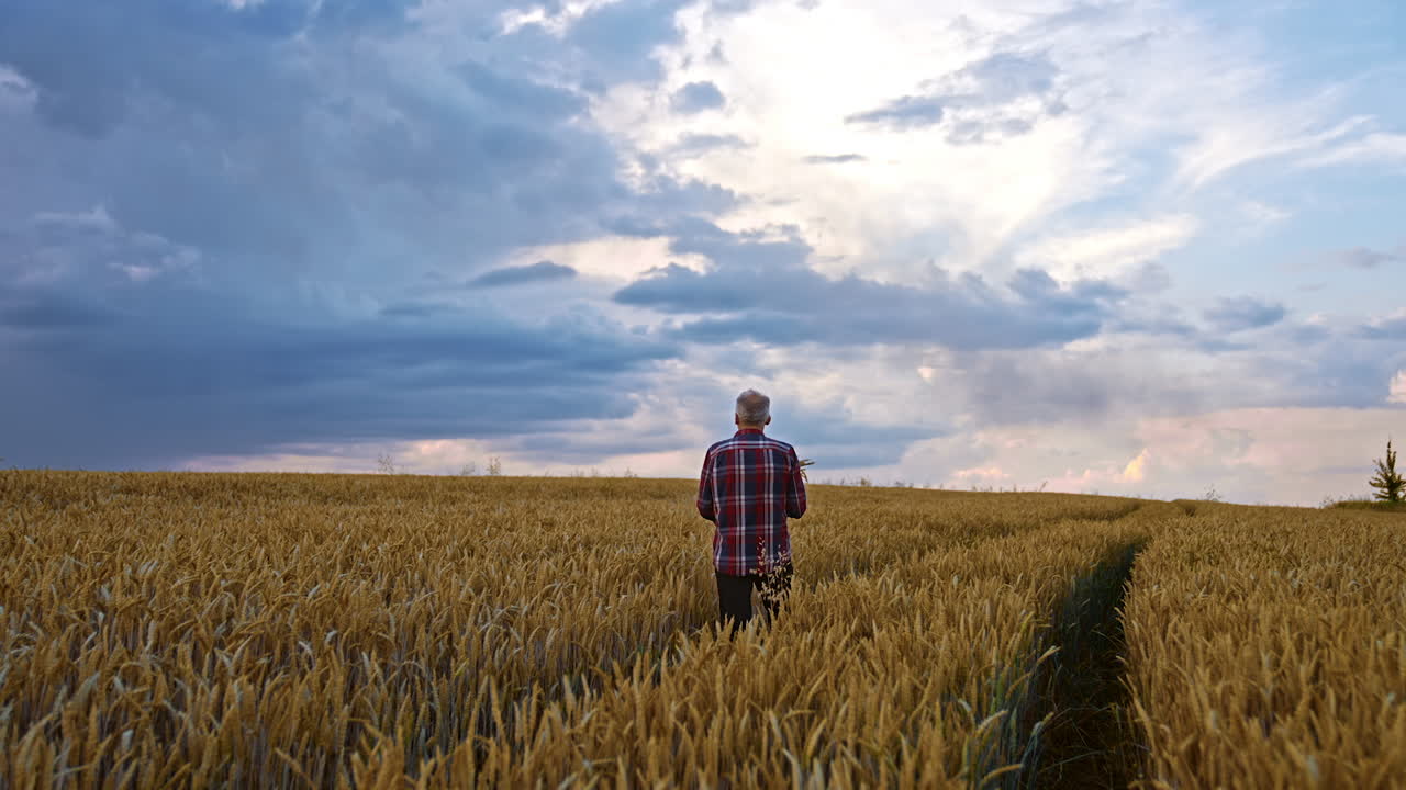 Aged farmer going through the beautiful field of ripe wheat. Man stops, looks around and on the yellow spikelets in hands.