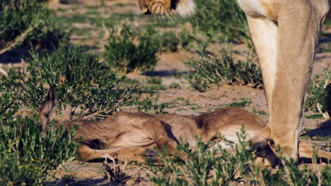 weakened antelope lies on the ground, caught by african lion as prey
