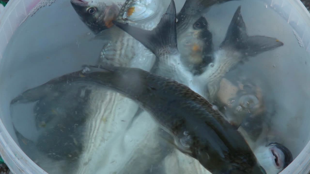 컨테이너에 넣은 신선한 어획물