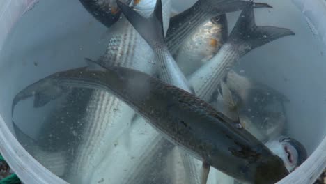 fresh fish catch placed in container