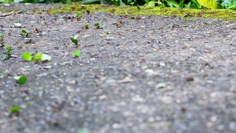 Large-amount-of-leaf-cutter-ants-crossing-a-concrete-path-in-costa-rican-jungle