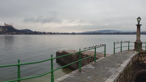 flock of seagulls perched on pier handrail overlooking maggiore lake and angera fortress