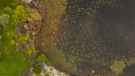 Vista-Aérea-De-Los-Pájaros-Aterrizan-Con-Gracia-En-Las-Hojas-De-Otoño-En-El-Lago,-Creando-Una-Escena-Serena-Y-Estacional