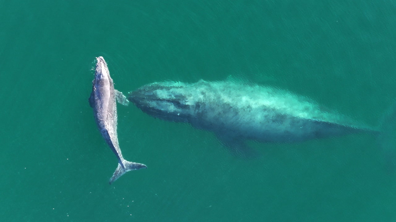Static aerial shot of a whale and his calf in Cortez Sea Mexico