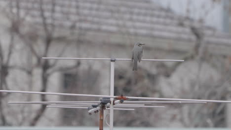 Braunohriger-Bulbul,-Der-Auf-Einer-Yagi-uda-antenne-In-Tokio,-Japan,-Thront---Statischer-Schuss