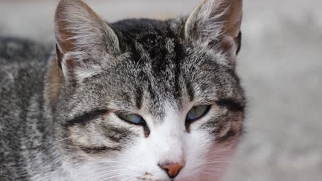gato soñoliento cerrando lentamente los ojos