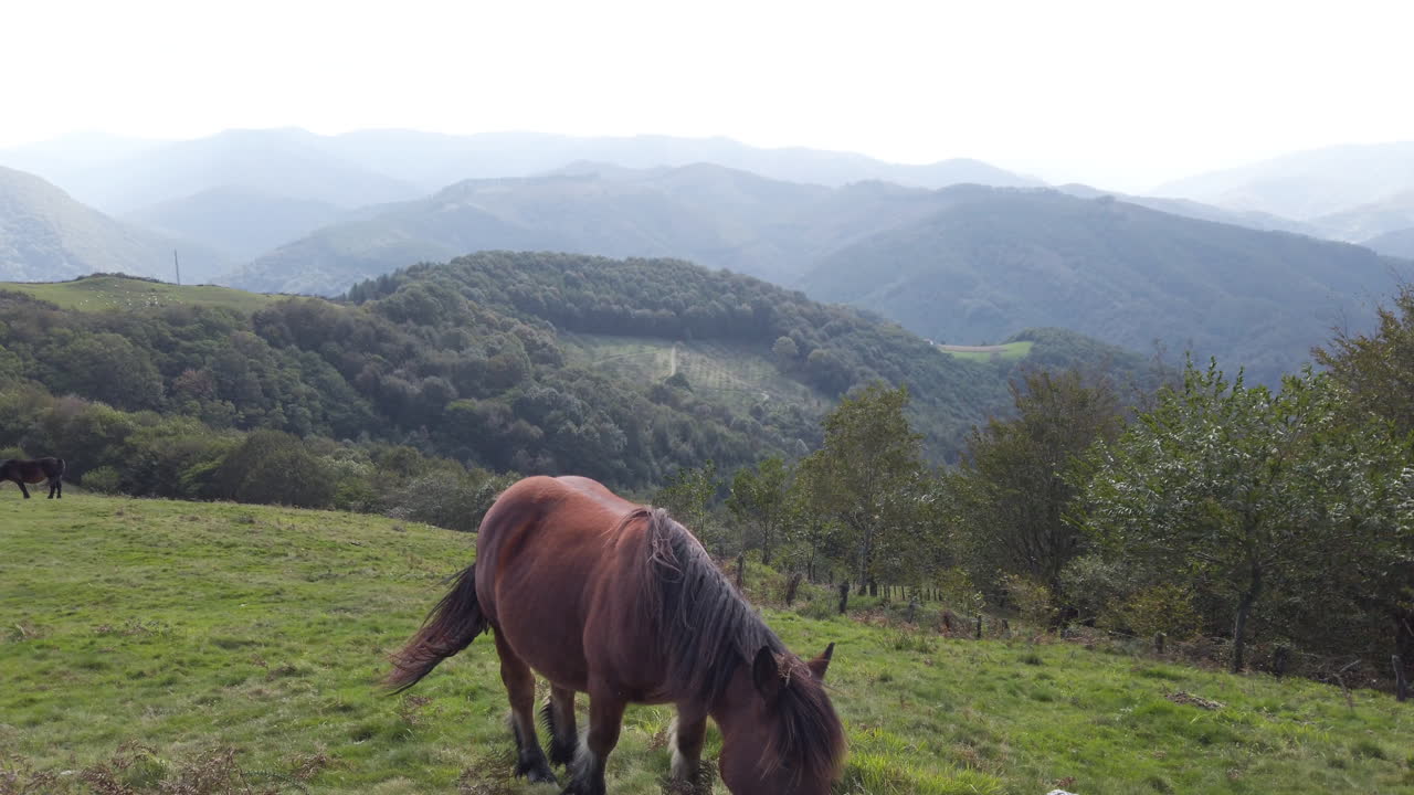 Horse grazing in a mountain field